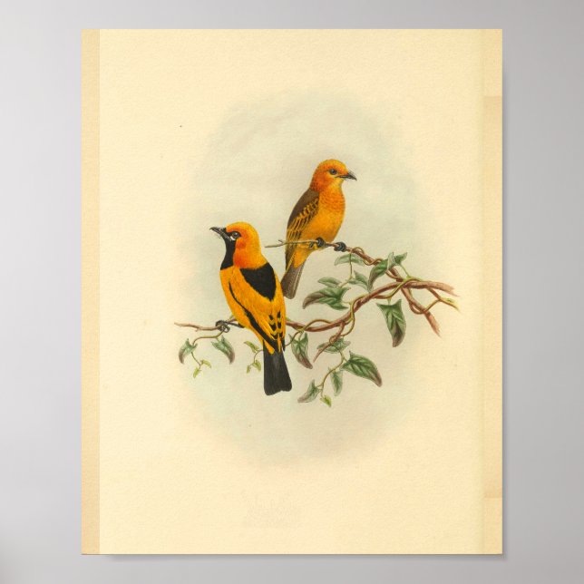 Mysore Yellow Flycatcher Bird Vintage Print (Front)
