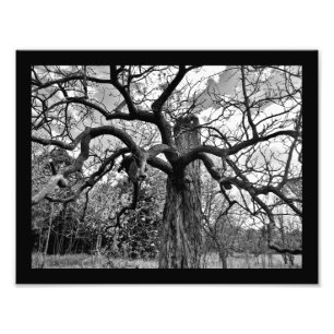 Mysterious Branches Photo Print