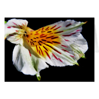 "mysterious flower" by Larry Coressel