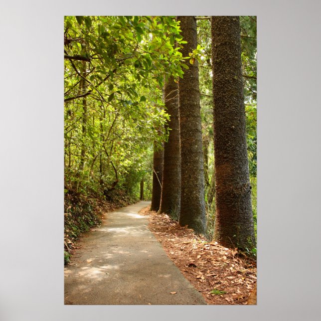 Mysterious Forest Path Poster (Front)