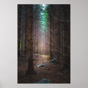 Mysterious spruce forest poster