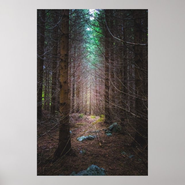 Mysterious spruce forest poster (Front)