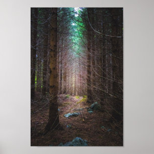 Mysterious spruce forest poster