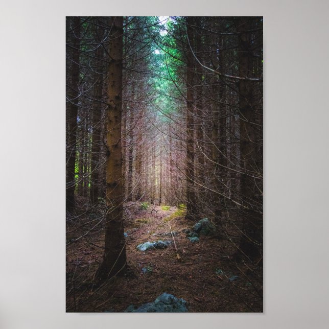 Mysterious spruce forest poster (Front)