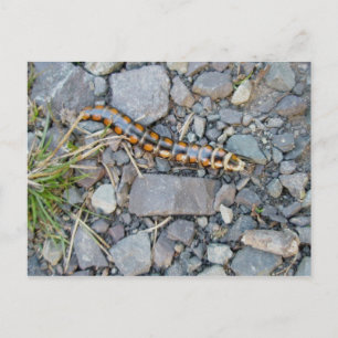 Mystery Critter Postcard