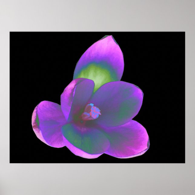 Mystic Beauty Crocus Flower Print (Front)