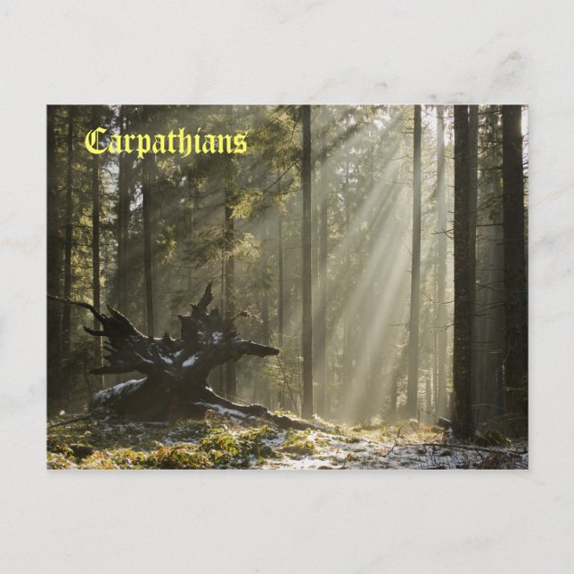 Mystic forest postcard (Front)