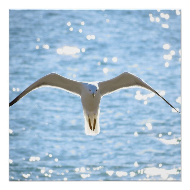 Mystic Seagull Poster (Front)