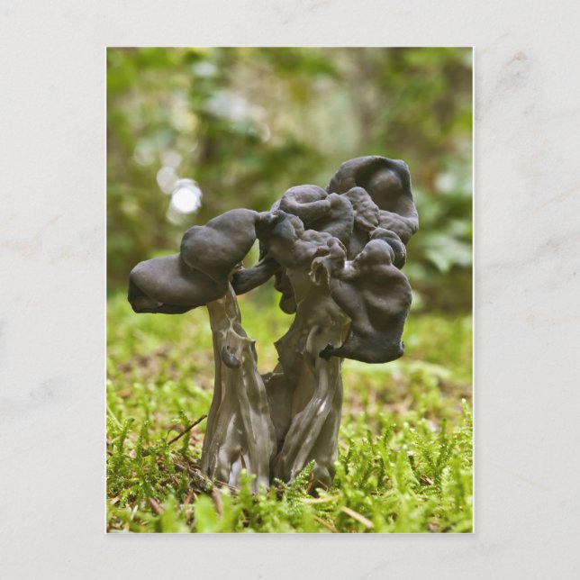 Mystical Mushrooms Postcard (Front)