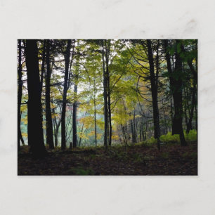 Mystical Woods at Quechee Gorge Postcard