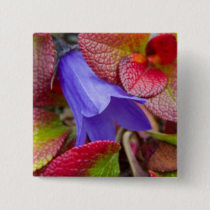 N.A., USA, Alaska. Bluebell in the tundra in 15 Cm Square Badge
