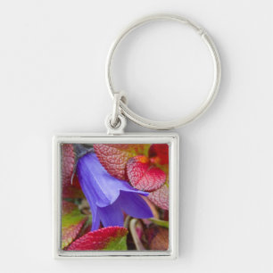 N.A., USA, Alaska. Bluebell in the tundra in Key Ring