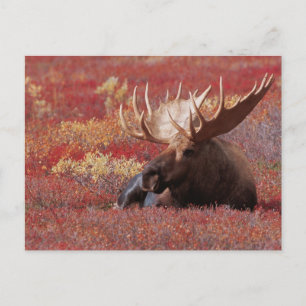 N.A., USA, Alaska, Denali National Park, Bull Postcard