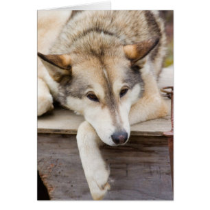 N.A., USA, Alaska. Husky sled dogs