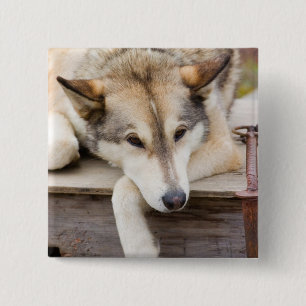 N.A., USA, Alaska. Husky sled dogs 15 Cm Square Badge