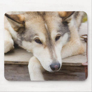 N.A., USA, Alaska. Husky sled dogs Mouse Pad