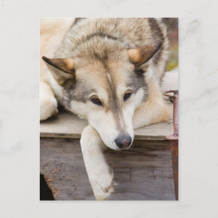 N.A., USA, Alaska. Husky sled dogs Postcard