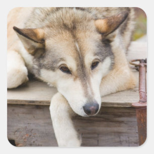 N.A., USA, Alaska. Husky sled dogs Square Sticker