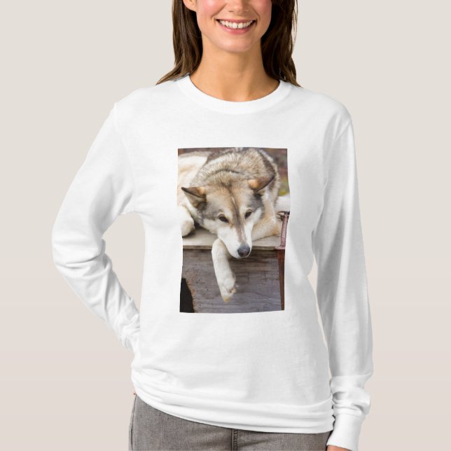 N.A., USA, Alaska. Husky sled dogs T-Shirt (Front)