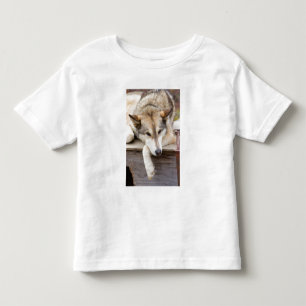 N.A., USA, Alaska. Husky sled dogs Toddler T-Shirt
