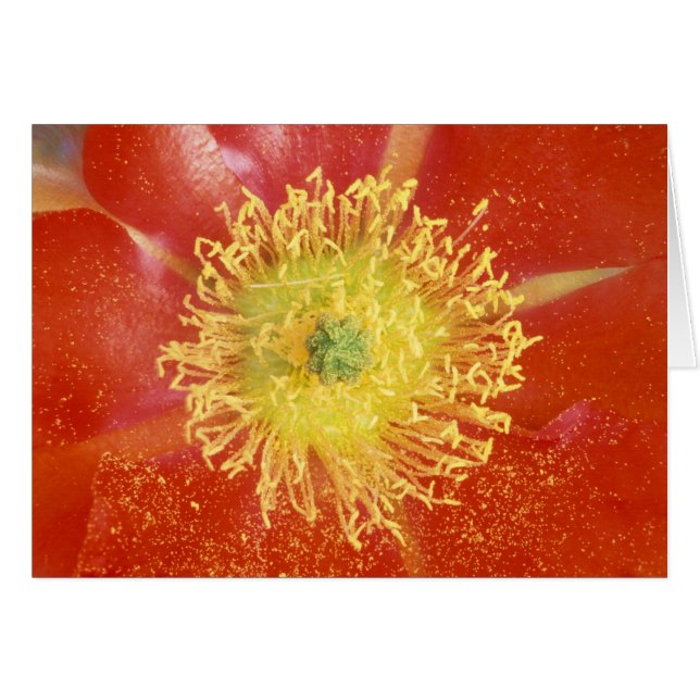 N.A., USA, Arizona, Casa Grande, NM, Desert (Front Horizontal)