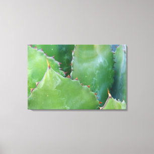 N.A., USA, Arizona, Tucson, Sonora Desert 2 Canvas Print