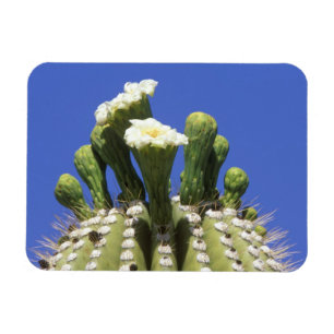 N.A., USA, Arizona, Tucson, Sonora Desert 2 Magnet