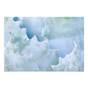 N.A., USA, Arizona, Tucson, Sonora Desert 2 Photo Print