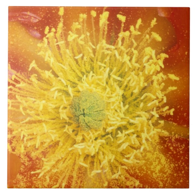 N.A., USA, Arizona, Tucson, Sonora Desert 3 Tile (Front)