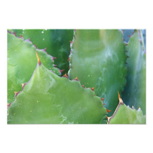 N.A., USA, Arizona, Tucson, Sonora Desert Photo Print