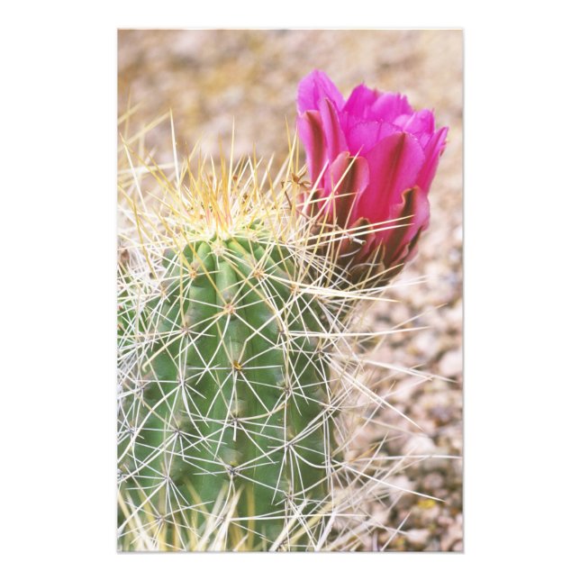 N.A., USA, AZ, Phoenix, Desert Botanical 2 Photo Print (Front)