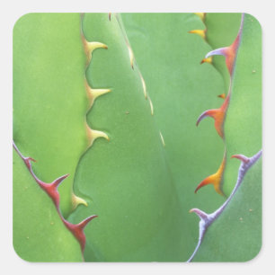 N.A., USA, AZ, Phoenix, Desert Botanical 2 Square Sticker
