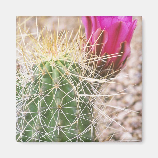 N.A., USA, AZ, Phoenix, Desert Botanical Magnet (Front)
