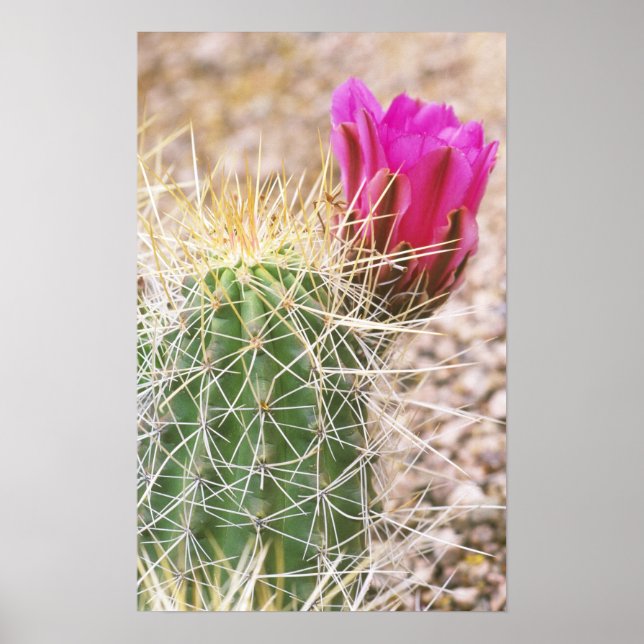 N.A., USA, AZ, Phoenix, Desert Botanical Poster (Front)