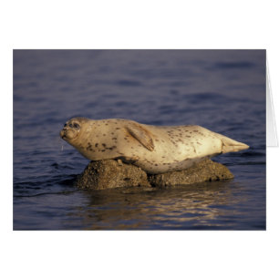 N.A., USA, California, Monterey. Harbour Seal