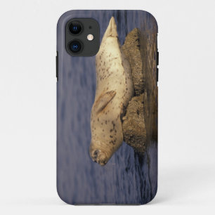 N.A., USA, California, Monterey. Harbour Seal Case-Mate iPhone Case