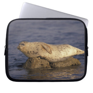 N.A., USA, California, Monterey.  Harbour Seal Laptop Sleeve