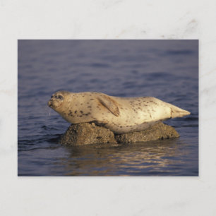 N.A., USA, California, Monterey. Harbour Seal Postcard