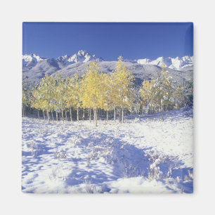 N.A., USA, Colorado, San Juan Mts Fresh snow Magnet