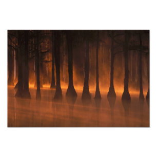 N.A., USA, Georgia, George Smith State Park. 2 Photo Print
