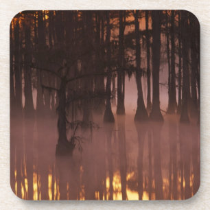 N.A., USA, Georgia, George Smith State Park. Coaster