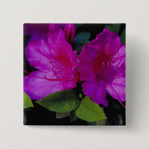 N.A. USA, Georgia, Savannah. Azalea in bloom. 15 Cm Square Badge