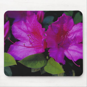 N.A. USA, Georgia, Savannah. Azalea in bloom. Mouse Pad
