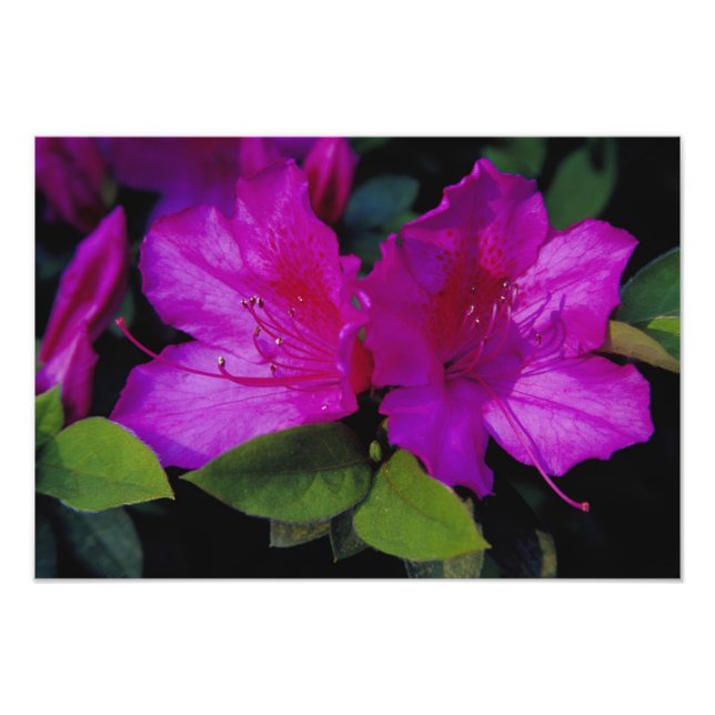 N.A. USA, Georgia, Savannah. Azalea in bloom. Photo Print (Front)