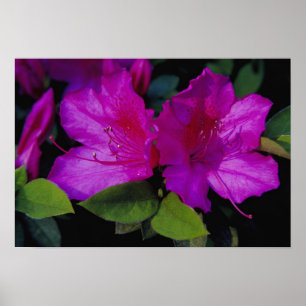 N.A. USA, Georgia, Savannah. Azalea in bloom. Poster