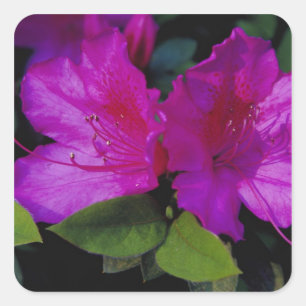 N.A. USA, Georgia, Savannah. Azalea in bloom. Square Sticker
