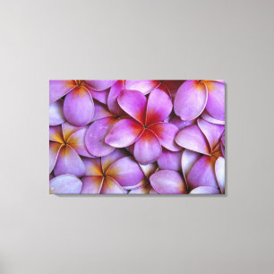 N.A., USA, Maui, Hawaii. Pink Plumeria blossoms. Canvas Print