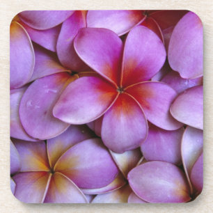 N.A., USA, Maui, Hawaii. Pink Plumeria blossoms. Coaster