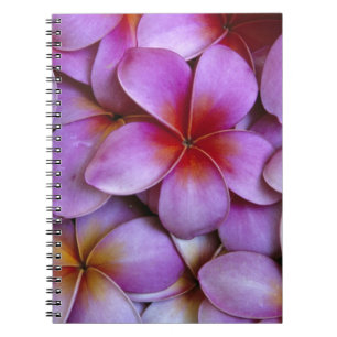 N.A., USA, Maui, Hawaii. Pink Plumeria blossoms. Notebook