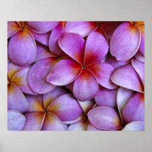 N.A., USA, Maui, Hawaii. Pink Plumeria blossoms. Poster